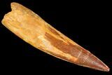 Real Spinosaurus Tooth - Partial Root & Nice Tip #106749-1